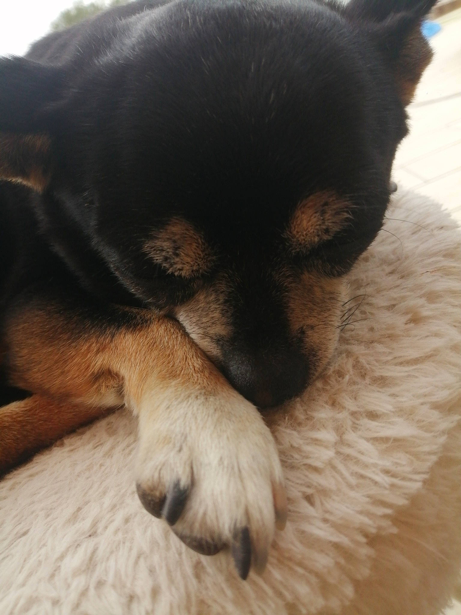 Bouba participe au concours pour gagner de l'argent avec cette photo : canidae, carnivore, claw, comfort, companion_dog, dog, dog_breed, ear, fawn, foot, fur, mammal, nap, paw, snout, sporting_group, terrestrial_animal, toy_dog, whiskers, working_animal