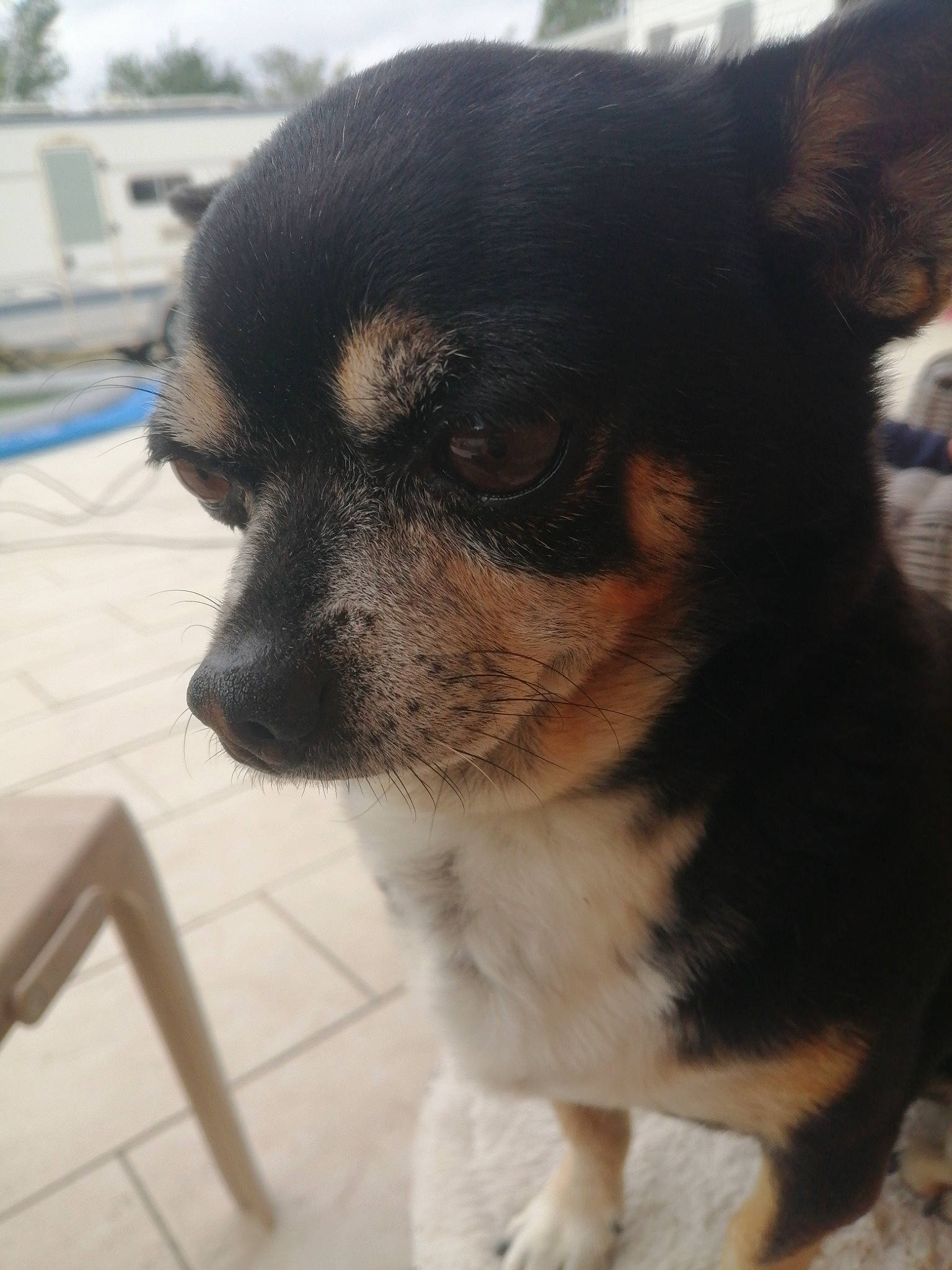 Bouba participe au concours pour gagner de l'argent avec cette photo : canidae, carnivore, companion_dog, dog, dog_breed, flooring, fur, sky, snout, sporting_group, terrestrial_animal, toy_dog, whiskers, working_animal, working_dog