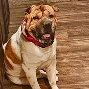 Joker is registered to the contest to win money with this photo: animal, brown, canine, collar, companion, cute, dog, domestic, flooring, friendly, happy, indoor, mammal, pet, relaxed, sitting, tongue_out, white, wooden_floor, wrinkly_face