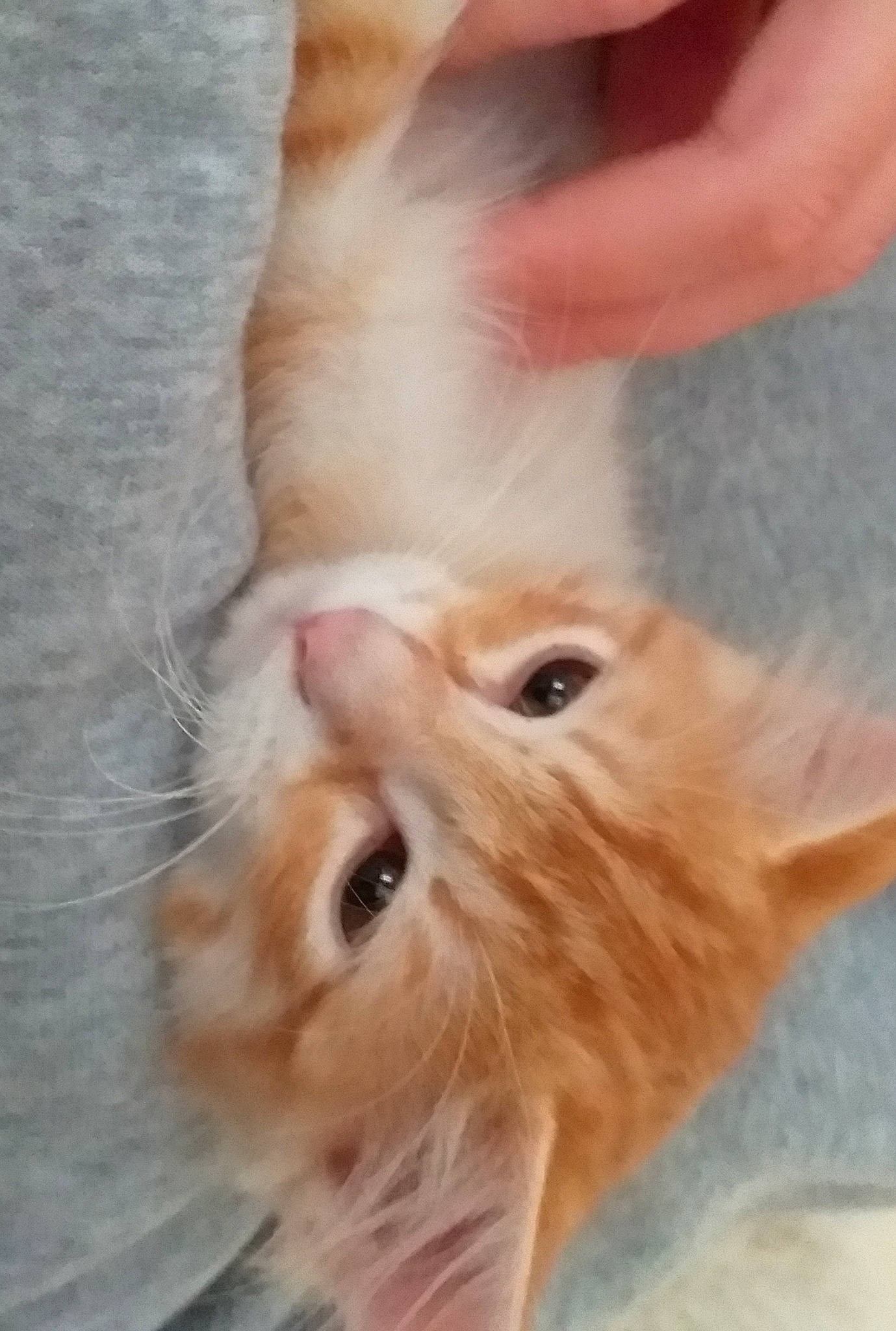 Appolon participe au concours pour gagner de l'argent avec cette photo : art, carnivore, cat, claw, domestic_short_haired_cat, ear, eye, fawn, felidae, finger, fur, gesture, nail, paw, small_to_medium_sized_cats, snout, thumb, whiskers