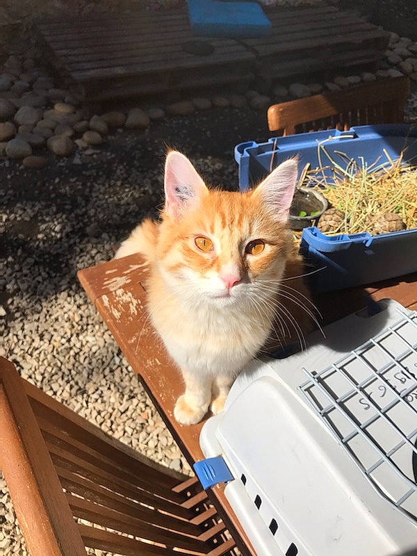 Appolon a rejoint le concours — aidez-le/la à gagner de superbes lots ! carnivore, cat, computer, fawn, felidae, input_device, laptop, netbook, output_device, peripheral, personal_computer, plant, small_to_medium_sized_cats, snout, space_bar, tail, touchpad, whiskers, window, wood