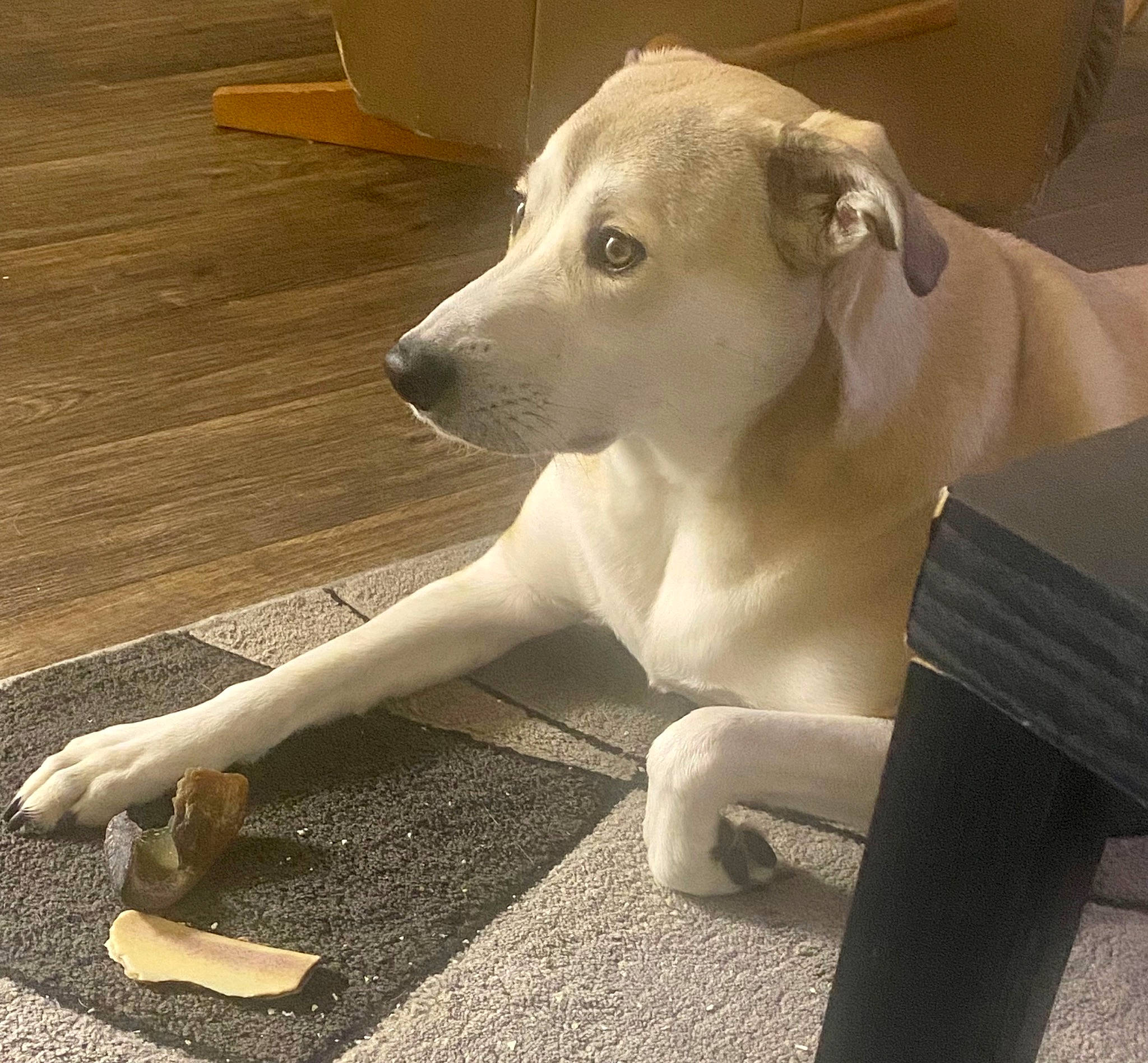 Bentley joined the competition — help win amazing prizes! art, canidae, carnivore, companion_dog, dog, dog_breed, dog_collar, dogo_guatemalteco, fawn, flooring, hardwood, metal, no_expression, snout, sporting_group, tail, terrestrial_animal, whiskers, wood, working_animal