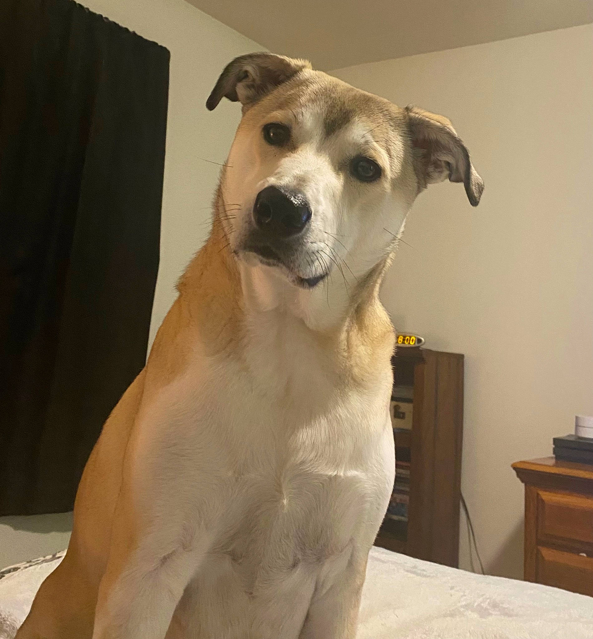 Bentley is registered to the contest to win money with this photo: ancient_dog_breeds, canidae, carnivore, chest, companion_dog, dog, dog_breed, dog_collar, drawer, fawn, fur, non_sporting_group, pet_supply, snout, sporting_group, street_dog, terrestrial_animal, whiskers, working_animal, working_dog