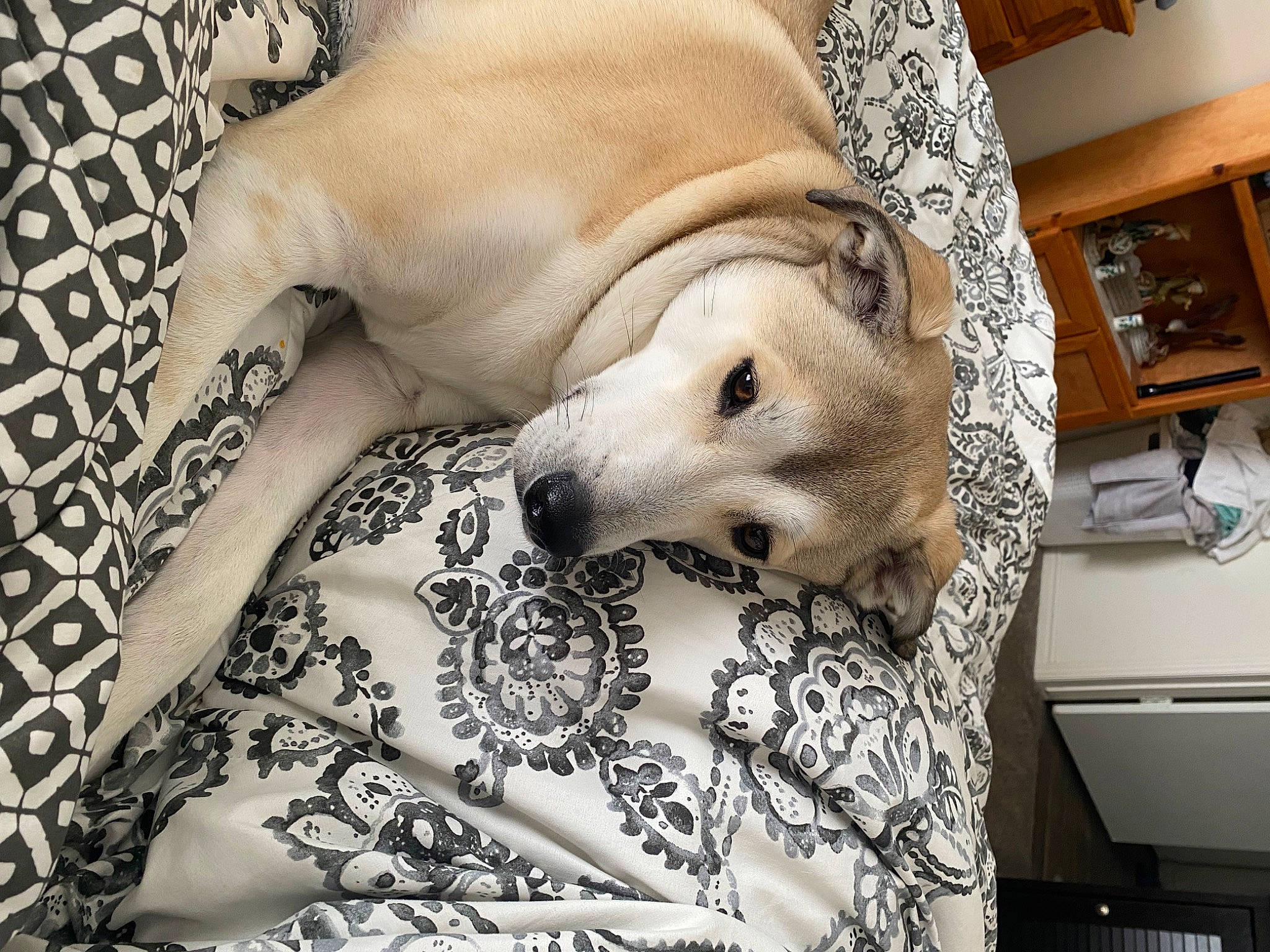 Bentley joined the competition — help win amazing prizes! art, bed_sheet, bedding, canidae, carnivore, comfort, companion_dog, dog, dog_breed, dog_supply, fawn, flooring, fur, linens, pattern, room, snout, sporting_group, terrestrial_animal, working_animal