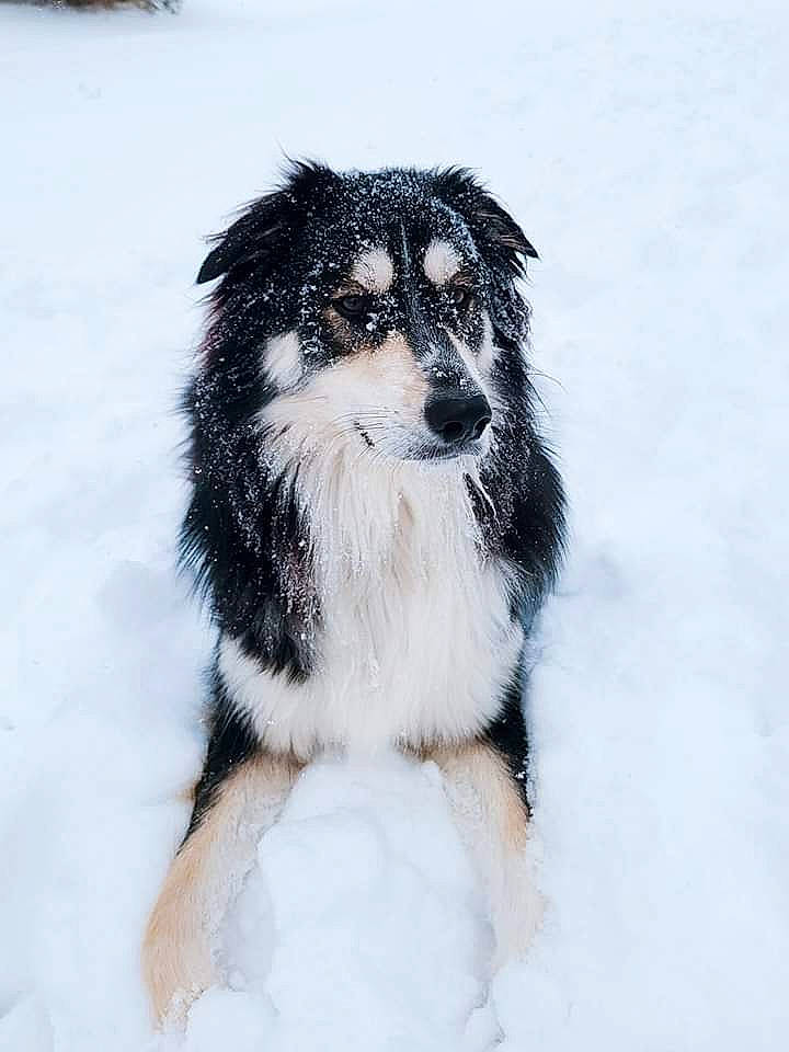 Bowser is registered to the contest to win money with this photo: ancient_dog_breeds, australian_shepherd, canidae, carnivore, companion_dog, dog, dog_breed, fur, herding_dog, non_sporting_group, snout, snow, sporting_group, tail, terrestrial_animal, toy_dog, whiskers, winter, working_animal, working_dog