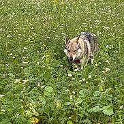Rayla participe au concours pour gagner de l'argent avec cette photo : dog, wolf_like, field, flowers, greenery, nature, outdoor, grass, wildlife, animal, canine, plants, bushes, flora, walking, muzzle, ears, fur, daylight, scenery