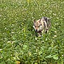 dog, wolf_like, field, flowers, greenery, nature, outdoor, grass, wildlife, animal, canine, plants, bushes, flora, walking, muzzle, ears, fur, daylight, scenery