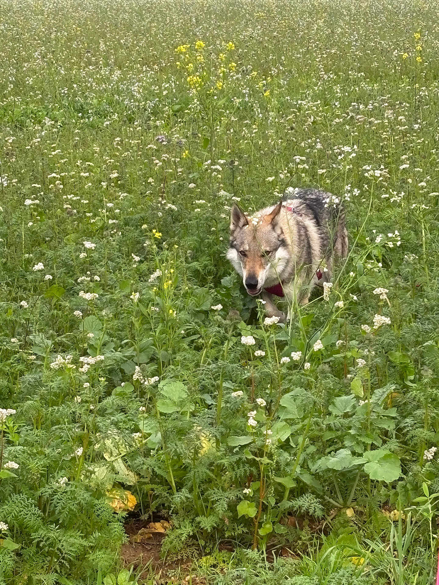 Rayla participe au concours pour gagner de l'argent avec cette photo : dog, wolf_like, field, flowers, greenery, nature, outdoor, grass, wildlife, animal, canine, plants, bushes, flora, walking, muzzle, ears, fur, daylight, scenery