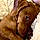Dottie
