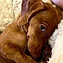 puppy, dog, brown, close_up, sleepy, blanket, fluffy, cozy, pet, animal, cute, fur, paw, relaxed, indoors, snuggled, soft, companion, portrait, resting