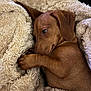 Dottie joined the competition — help win amazing prizes! animal, blanket, brown_dog, closeup, companion, cozy, cute, dachshund, dog, domestic_animal, fur, indoor, pet, puppy, relaxed, resting, sleepy, small_dog, snuggled, soft_texture