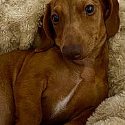 Dottie is registered to the contest to win money with this photo: animal, brown_fur, close_up, companion, cozy, cute, dachshund, dog, domestic_animal, fluffy_blanket, friendly, fur_texture, indoors, pet, portrait, puppy, relaxed, sleepy, small_dog, snuggled