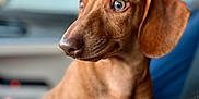 Dottie is registered to the contest to win money with this photo: animal, brown, canine, car, closeup, companion, cute, dachshund, dog, domestic_animal, ears, fur, indoors, looking_away, mammal, pet, portrait, seat, sitting, snout