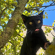 Oreo a rejoint le concours — aidez-le/la à gagner de superbes lots ! black_cat, cat, animal, pet, tree, branch, outdoor, nature, green_leaves, blue_sky, sunlight, whiskers, curious, playful, feline, close_up, young_cat, ears, tongue, daylight