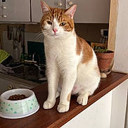 Abricot a rejoint le concours — aidez-le/la à gagner de superbes lots ! cat, orange_cat, white_cat, pet, animal, portrait, sitting, indoors, kitchen, countertop, food_bowl, cat_food, ears, whiskers, fur, orange_and_white, domestic_animal, home, potted_plant, photography