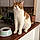 Abricot