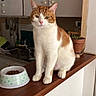 cat, orange_cat, white_cat, pet, animal, portrait, sitting, indoors, kitchen, countertop, food_bowl, cat_food, ears, whiskers, fur, orange_and_white, domestic_animal, home, potted_plant, photography