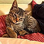 kitten, tabby, cat, pet, animal, fur, whiskers, ears, paws, blanket, texture, soft, cozy, resting, indoor, closeup, cute, sleepy, young, feline