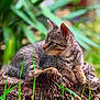Atmos a rejoint le concours — aidez-le/la à gagner de superbes lots ! cat, kitten, tabby, animal, feline, tree_stump, grass, nature, outdoor, closeup, relaxed, young_cat, whiskers, ears, fur, wildlife, greenery, blurred_background, resting, peaceful