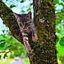 Atmos a rejoint le concours — aidez-le/la à gagner de superbes lots ! kitten, cat, tree, moss, nature, outdoor, animal, greenery, branch, curious, feline, young, wildlife, closeup, bokeh, forest, mammal, whiskers, ears, paws
