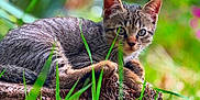 Atmos a rejoint le concours — aidez-le/la à gagner de superbes lots ! kitten, cat, tabby, animal, nature, grass, tree_stump, outdoor, pet, wildlife, closeup, fur, mammal, greenery, young, cute, small, alert, resting, daylight