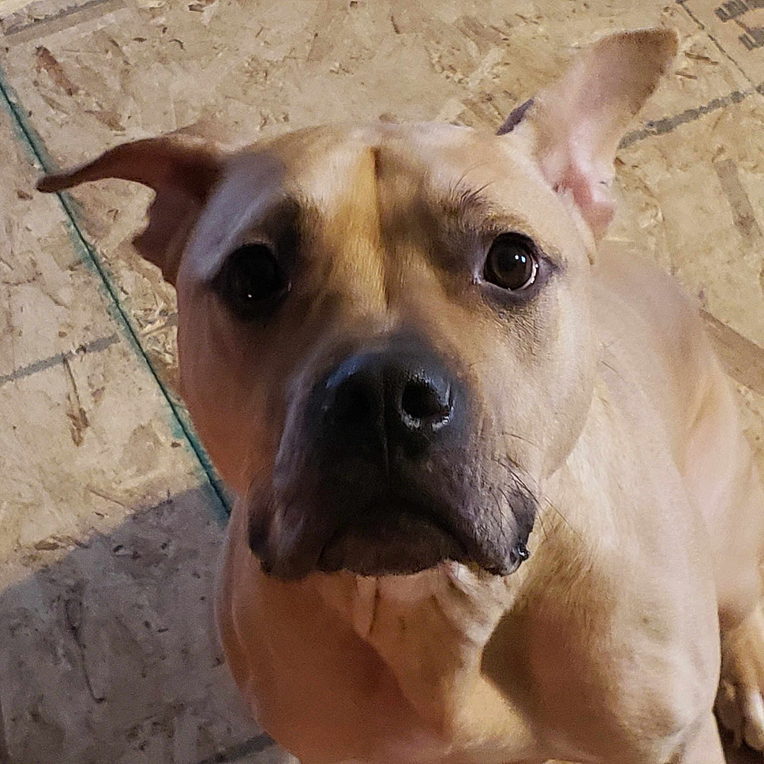 Rosco is registered to the contest to win money with this photo: american_pit_bull_terrier, american_staffordshire_terrier, ancient_dog_breeds, aspin, black_mouth_cur, canidae, carnivore, dog, dog_breed, fawn, mammal, non_sporting_group, nose, pariah_dog, potcake_dog, snout, street_dog, vertebrate, whiskers