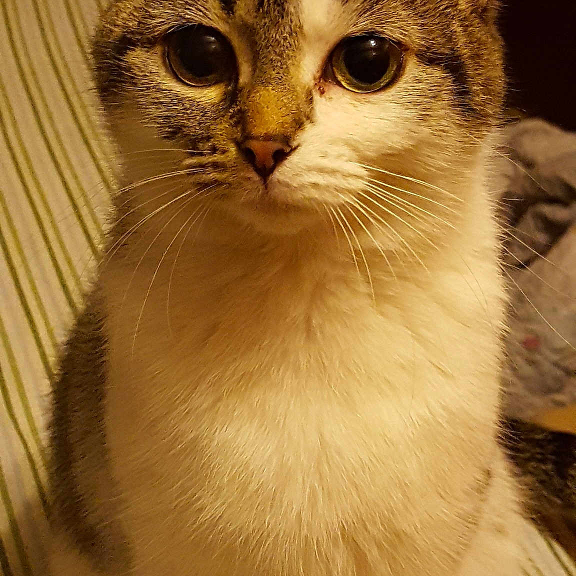 Tink