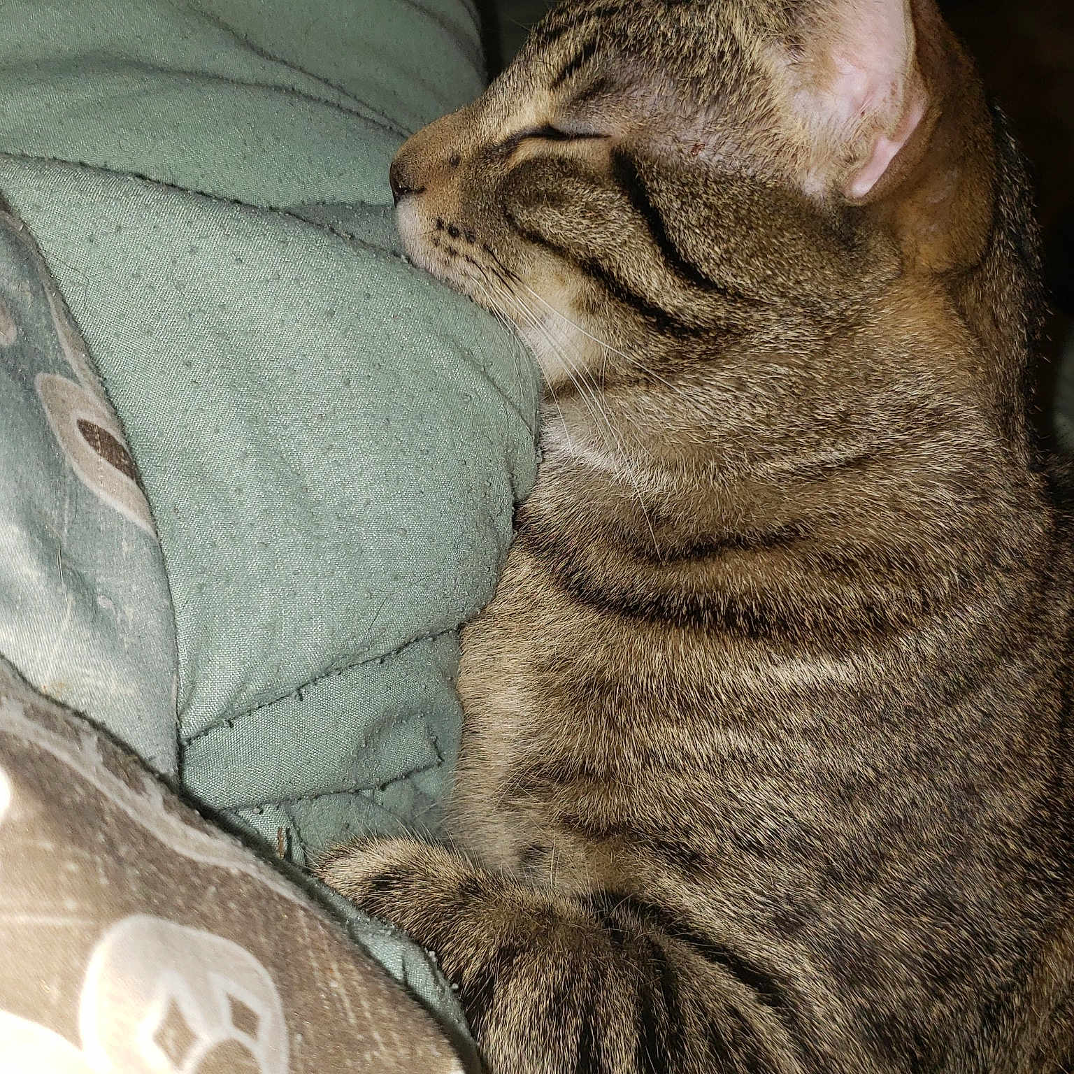 Tiger joined the competition — help win amazing prizes! american_shorthair, asian, australian_mist, california_spangled, carnivore, cat, chausie, domestic_short_haired_cat, dragon_li, european_shorthair, eye, felidae, fur, mammal, ocicat, pixie_bob, small_to_medium_sized_cats, snout, tabby_cat, whiskers