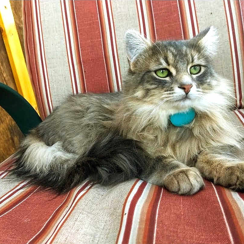 Sugar
