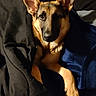 dog, german_shepherd, blanket, bed, indoor, furniture, wood, comfort, pet, animal, fur, ears, face, paw, resting, cozy, looking_up, canine, domestic_animal, sleepy