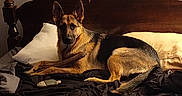 Naminé joined the competition — help win amazing prizes! animal, bed, black, blanket, brown, canine, cozy, dog, domestic, furniture, german_shepherd, indoor, mammal, pet, pillow, relaxed, resting, sleeping_area, stick, wooden_headboard
