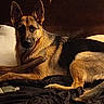Naminé joined the competition — help win amazing prizes! german_shepherd, dog, bed, pillow, blanket, stick, wooden_headboard, indoor, pet, resting, canine, furniture, cozy, animal, mammal, domestic, sleeping_area, relaxed, brown, black