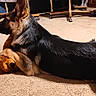 Naminé joined the competition — help win amazing prizes! german_shepherd, puppy, dog, plush_toy, teddy_bear, carpet, indoor, office_chair, footwear, sneaker, laying_down, pet, animal, brown, black, tan, furniture, floor, cozy, domestic