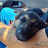 puppy, dog, sleeping, tattoo, arm, jeans, car_interior, car_door, side_mirror, field, greenery, blue_sky, sunlight, relaxation, pet, animal, rest, closeup, casual, comfort