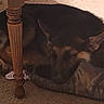 dog, sleeping, carpet, slipper, toy, wooden_table_leg, indoor, resting, pet, cozy, brown, black, floor, domestic, animal, quiet, relaxed, furniture, home, casual