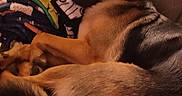 Naminé is registered to the contest to win money with this photo: dog, german_shepherd, sleeping, couch, leather, blankets, pillow, indoor, cozy, relaxed, pet, fur, ears, tail, home, furniture, resting, animal, quiet, warm_lighting