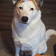 Björn joined the competition — help win amazing prizes! dog, party_hat, carpet, floor, indoor, brown_and_white, pet, sitting, celebration, birthday, cartoon, dachshund, text_overlay, smiley_face, animal, fur, ears, snout, cute, domestic