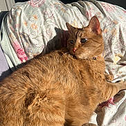 Phil joined the competition — help win amazing prizes! cat, orange_tabby, pet, animal, feline, fluffy, sunlight, blanket, floral_pattern, indoor, relaxing, cozy, closeup, fur, whiskers, paw, collar, resting, daylight, comfortable