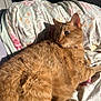 cat, orange_tabby, pet, animal, feline, fluffy, sunlight, blanket, floral_pattern, indoor, relaxing, cozy, closeup, fur, whiskers, paw, collar, resting, daylight, comfortable