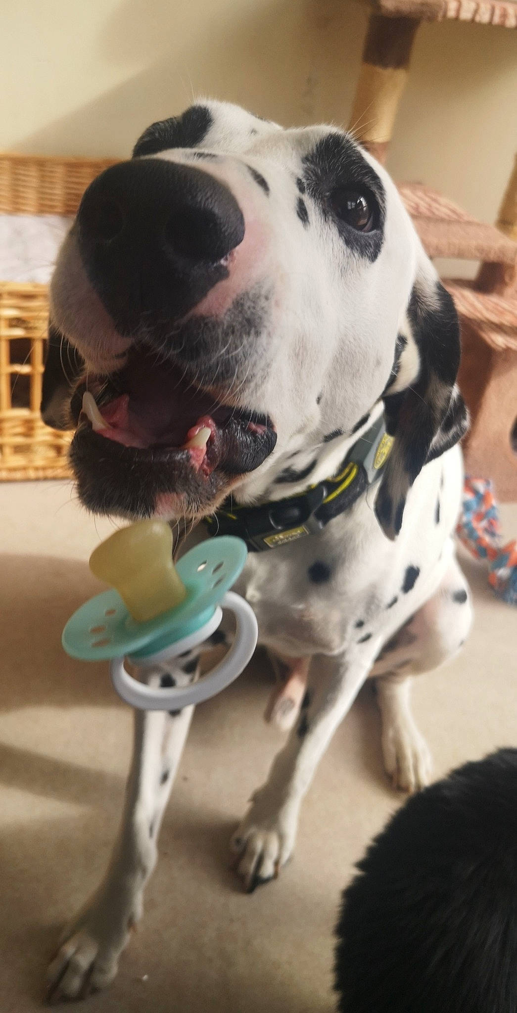 Asko participe au concours pour gagner de l'argent avec cette photo : canidae, carnivore, companion_dog, dalmatian, dog, dog_breed, ear, fawn, great_dane, guard_dog, mammal, non_sporting_group, nose, pointer, puppy_love, snout, sporting_group, vertebrate, working_dog