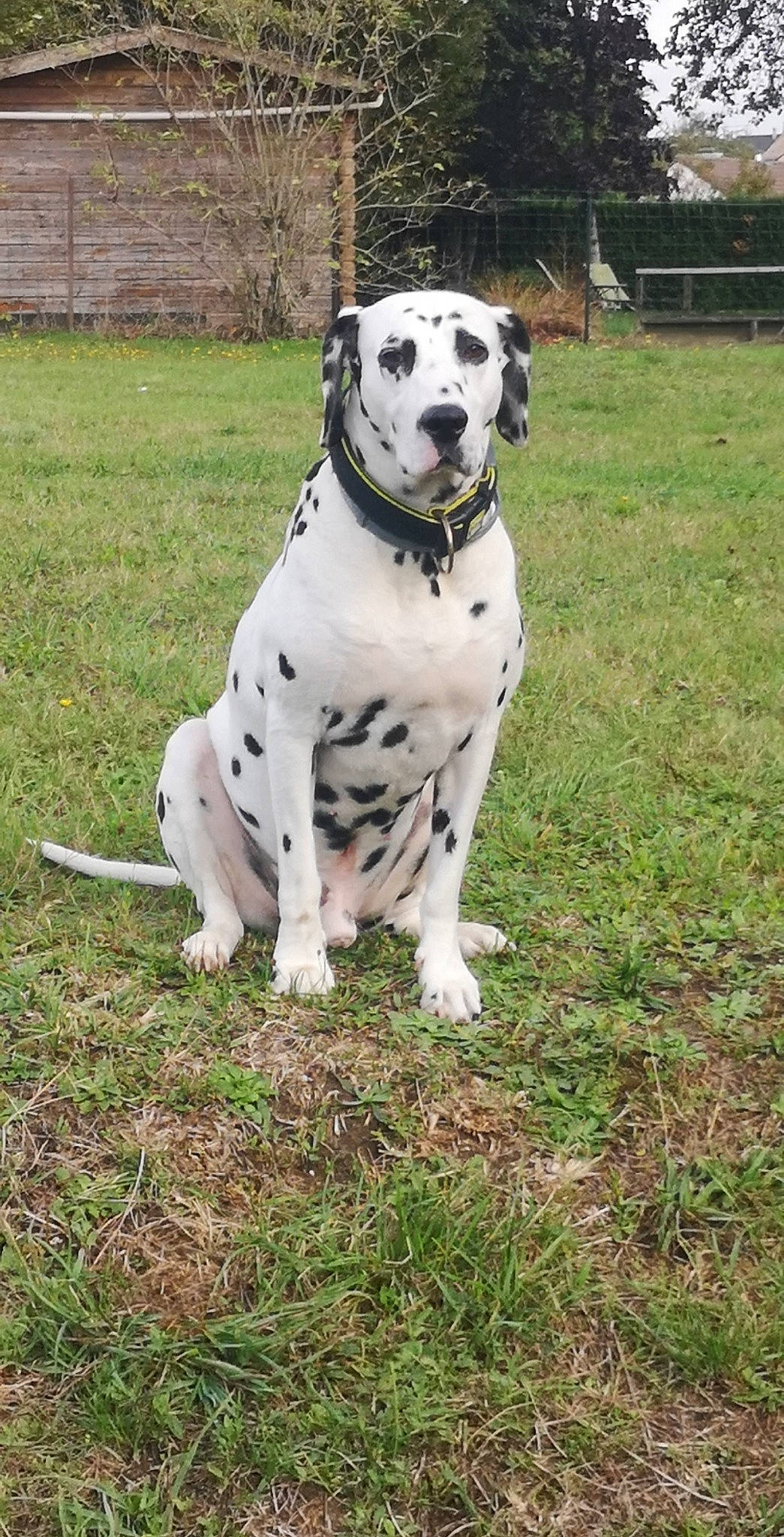 Asko a rejoint le concours — aidez-le/la à gagner de superbes lots ! canidae, carnivore, dalmatian, dog, dog_breed, mammal, non_sporting_group, sporting_group, vertebrate