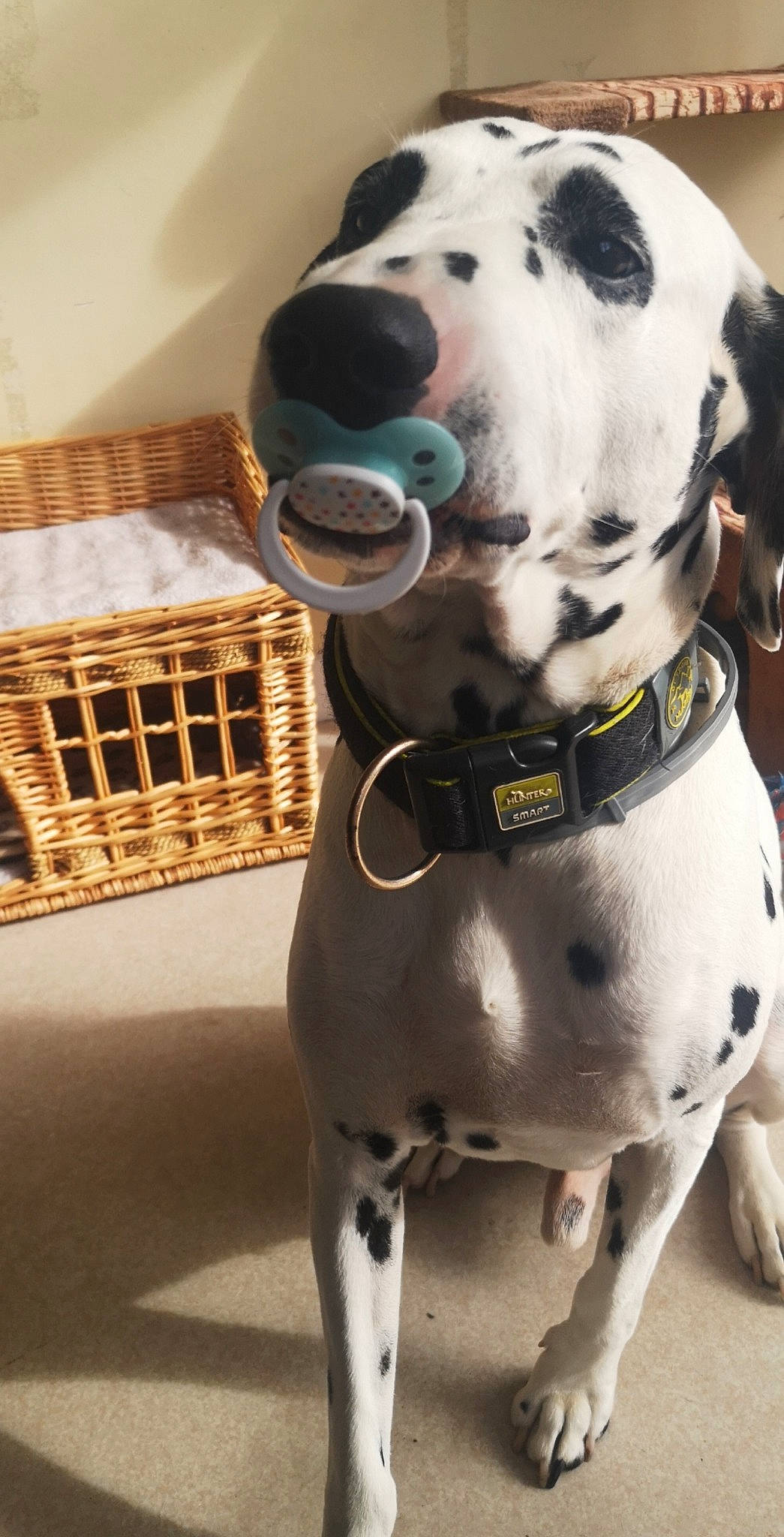 Asko a rejoint le concours — aidez-le/la à gagner de superbes lots ! canidae, carnivore, dalmatian, dog, dog_breed, dog_collar, fawn, great_dane, mammal, non_sporting_group, snout, vertebrate