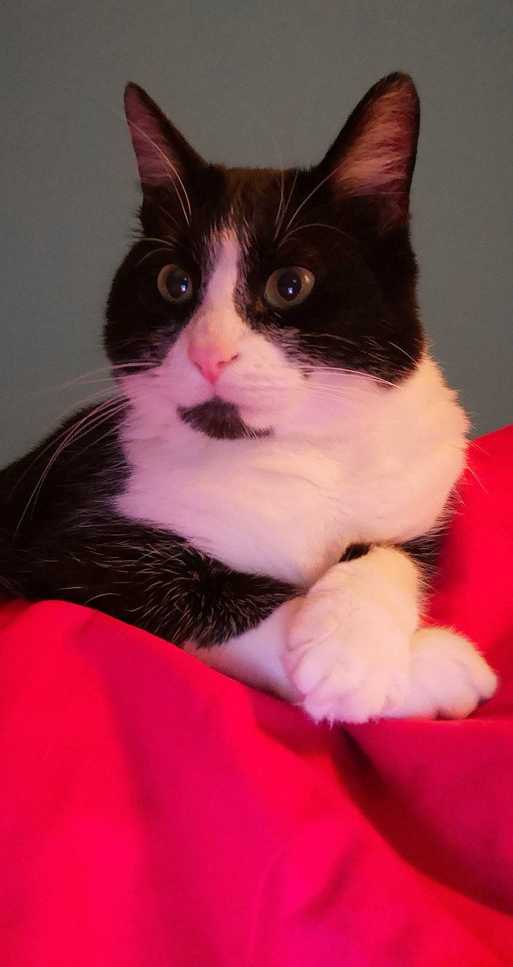 Bijoux a rejoint le concours — aidez-le/la à gagner de superbes lots ! american_wirehair, carnivore, cat, domestic_short_haired_cat, felidae, japanese_bobtail, kitten, mammal, norwegian_forest_cat, polydactyl_cat, small_to_medium_sized_cats, tail, vertebrate, whiskers