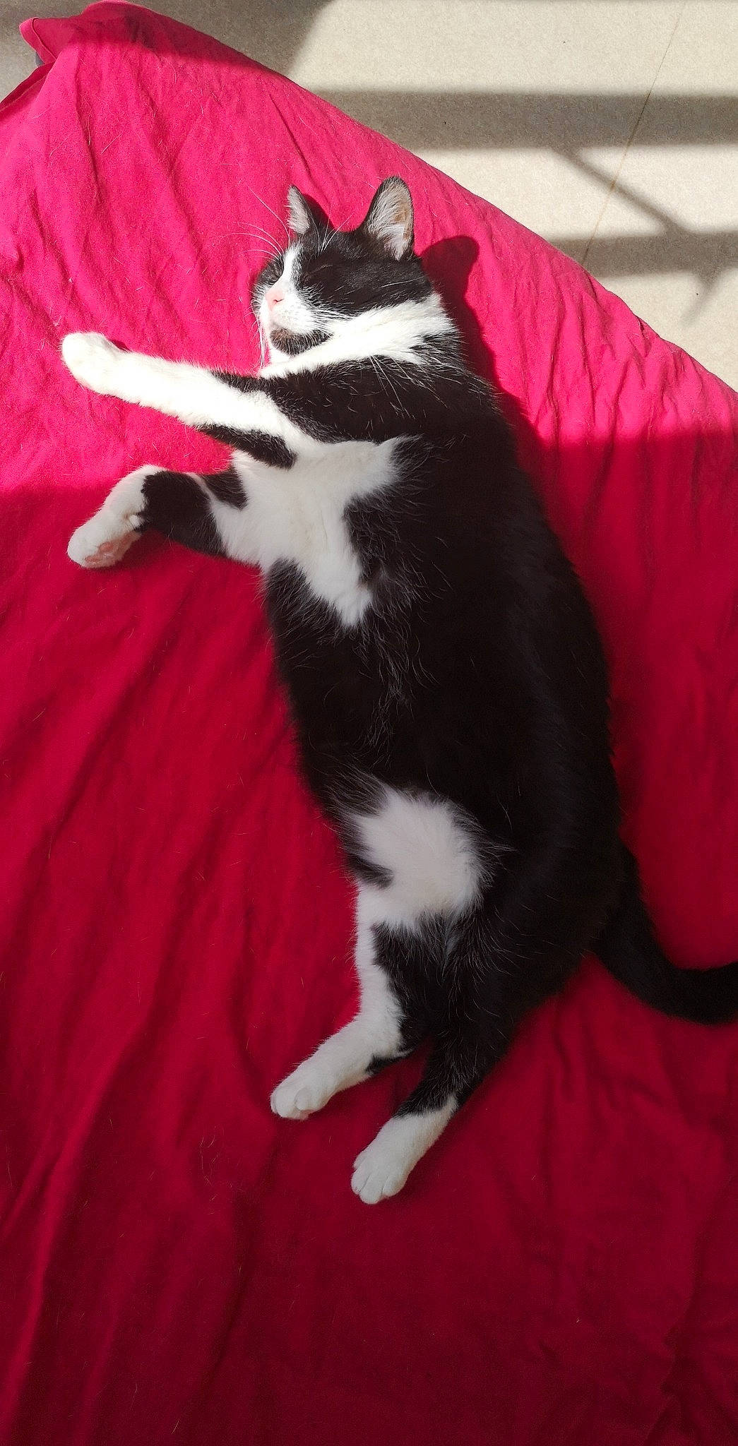 Bijoux a rejoint le concours — aidez-le/la à gagner de superbes lots ! american_wirehair, canidae, carnivore, cat, domestic_short_haired_cat, felidae, fur, japanese_bobtail, kitten, mammal, norwegian_forest_cat, paw, polydactyl_cat, small_to_medium_sized_cats, tail, whiskers