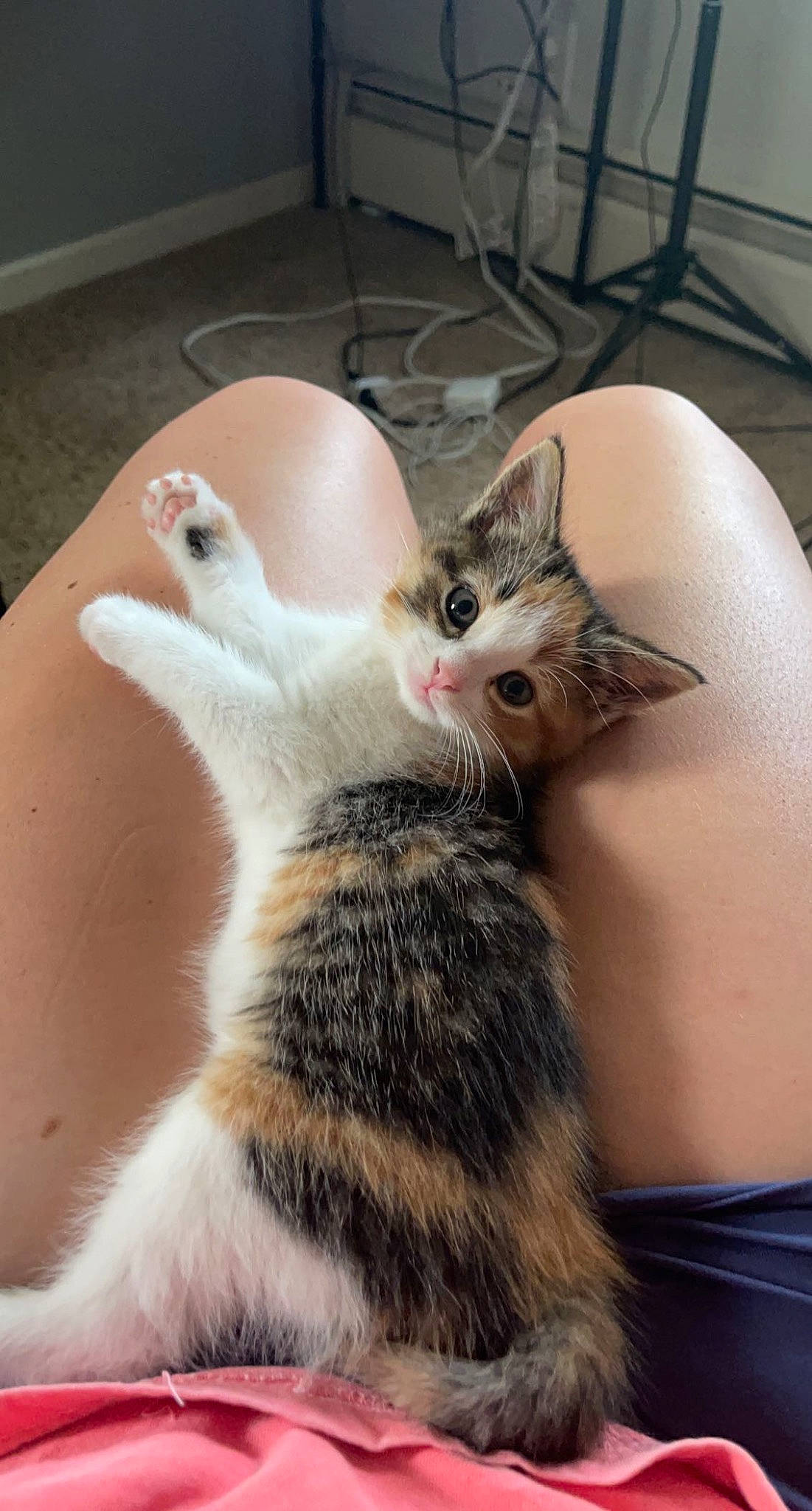 Harmony is registered to the contest to win money with this photo: carnivore, cat, chair, claw, comfort, domestic_short_haired_cat, ear, fawn, felidae, fur, gesture, lap, nail, nap, paw, photo_caption, small_to_medium_sized_cats, snout, tail, whiskers