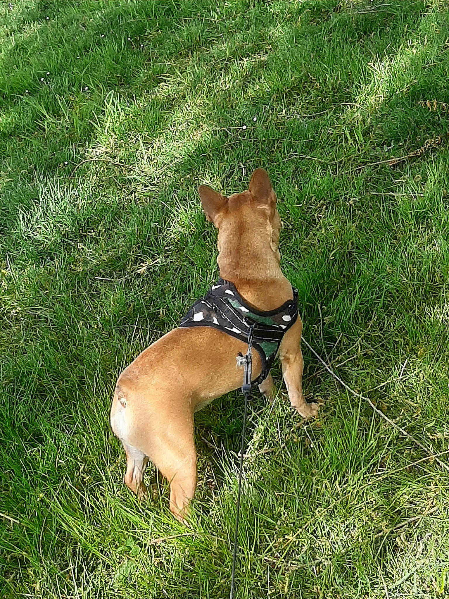 Bulma participe au concours pour gagner de l'argent avec cette photo : canidae, carnivore, companion_dog, dog, dog_breed, fawn, grass, mammal, snout, sporting_group, vertebrate