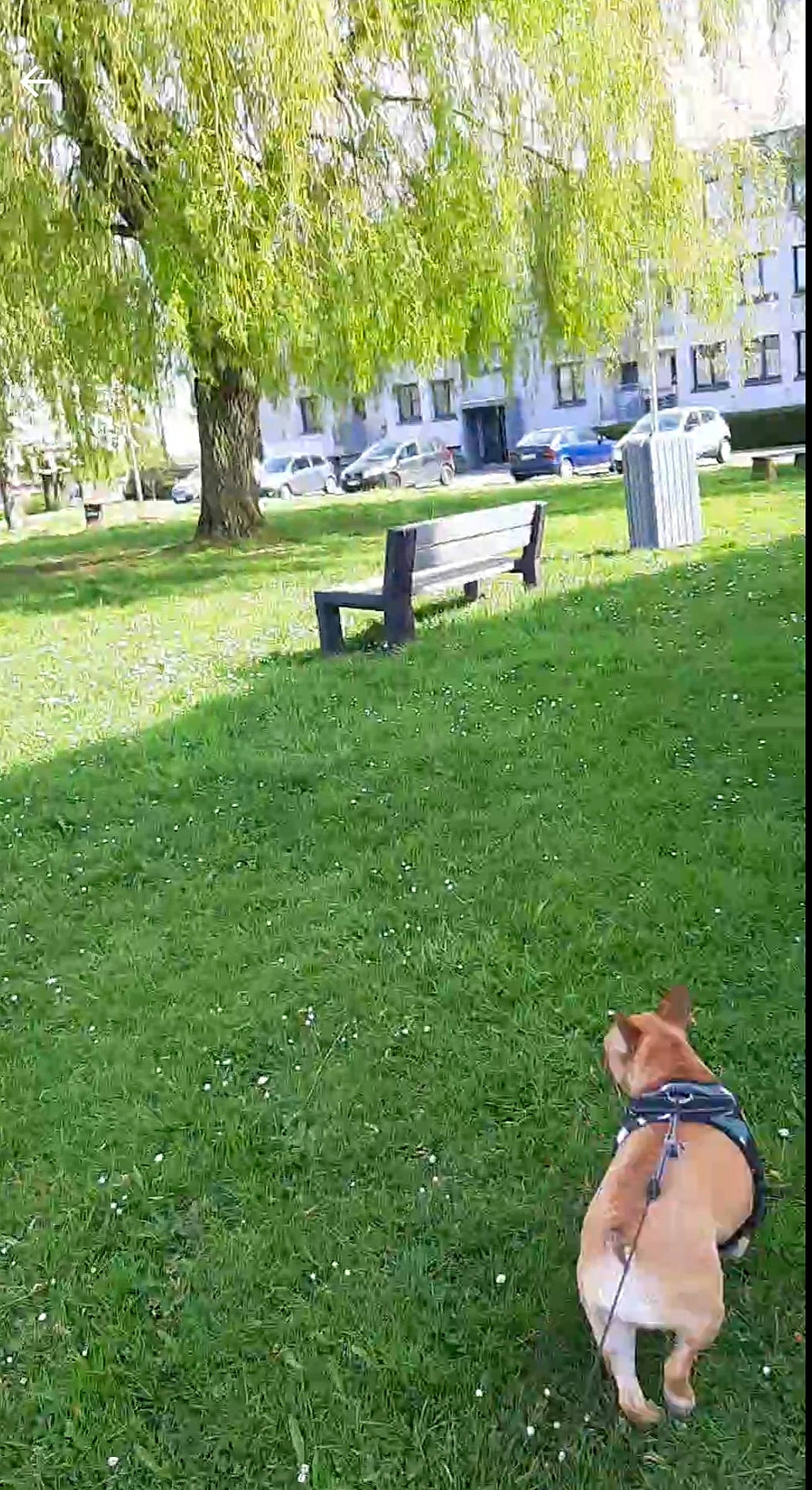 Bulma a rejoint le concours — aidez-le/la à gagner de superbes lots ! canidae, fawn, garden, grass, grass_family, land_lot, lawn, meadow, park, pasture, plant, shrub, sporting_group, tree, yard