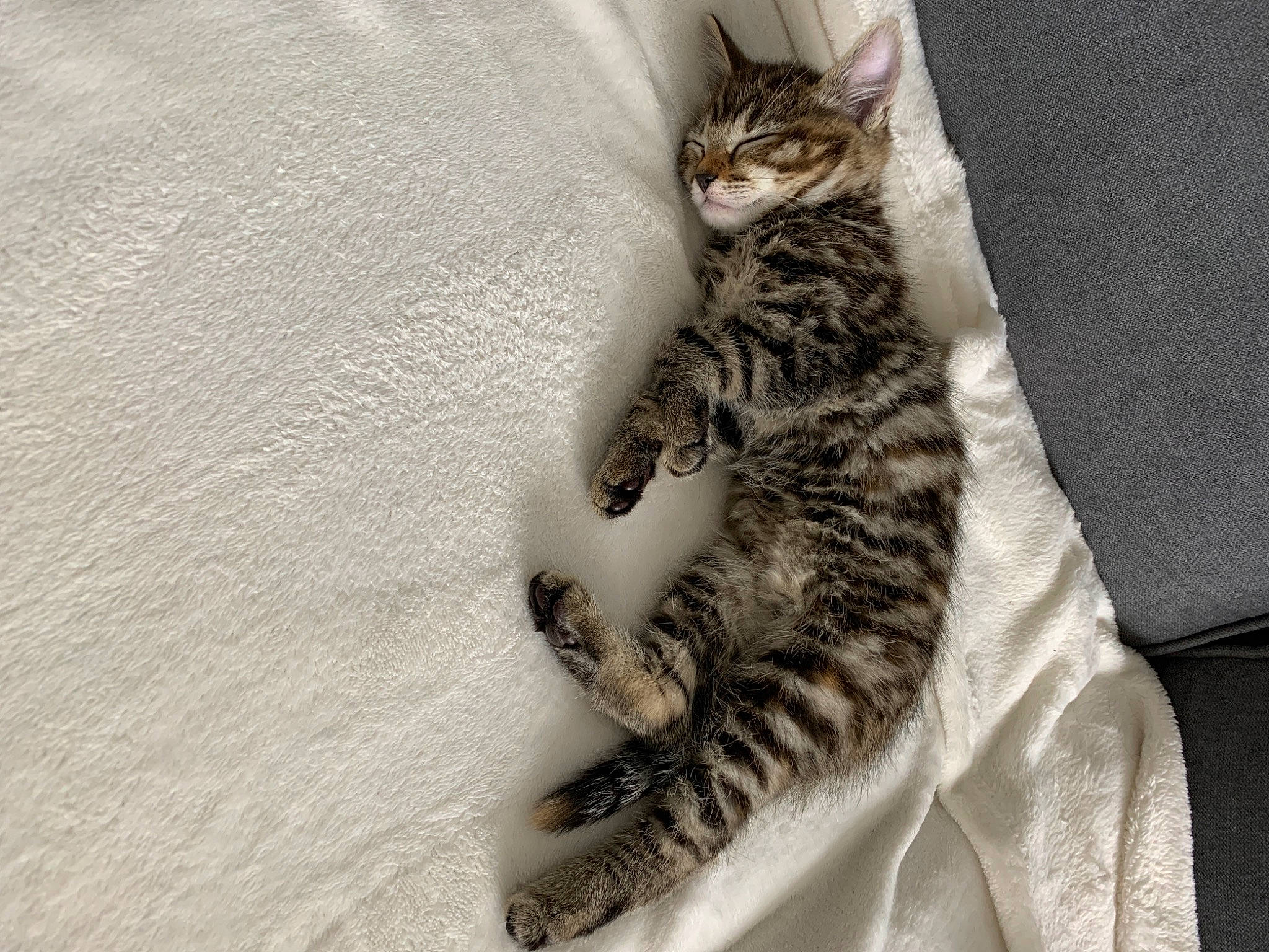 Milly a rejoint le concours — aidez-le/la à gagner de superbes lots ! american_shorthair, american_wirehair, asian, carnivore, cat, claw, domestic_short_haired_cat, dragon_li, egyptian_mau, european_shorthair, felidae, fur, kitten, mammal, paw, small_to_medium_sized_cats, sokoke, tabby_cat, tail, whiskers