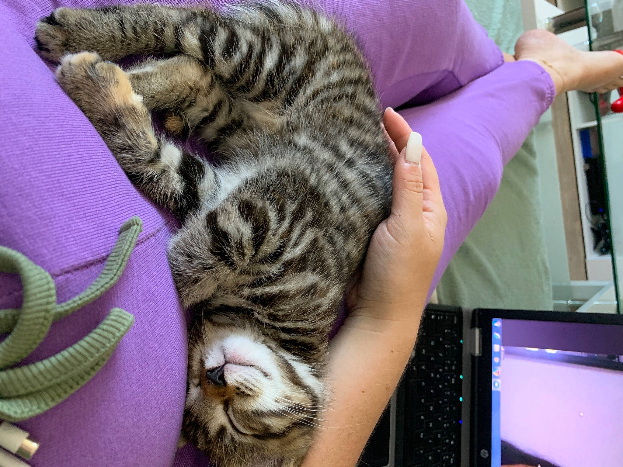 Milly a rejoint le concours — aidez-le/la à gagner de superbes lots ! american_shorthair, asian, australian_mist, bengal, california_spangled, carnivore, cat, domestic_short_haired_cat, dragon_li, egyptian_mau, european_shorthair, felidae, kitten, mammal, ocicat, small_to_medium_sized_cats, tabby_cat, toyger, vertebrate, whiskers