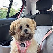 Mabel joined the competition — help win amazing prizes! animal, car_interior, car_seat_cover, cute, dog, dog_harness, domestic_animal, fluffy, furry, indoor, leash, looking, pet, resting, seat, small_dog, transportation, vehicle, window, young_dog